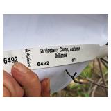 Serviceberry Clump, Autumn Brilliance 6