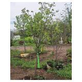 Japanese Tree Lilac Syringa Reticulata Ball & Burlap SKU#470