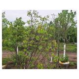 Japanese Tree Lilac Syringa Reticulata Ball & Burlap SKU#470