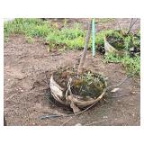 Japanese Tree Lilac Syringa Reticulata Ball & Burlap SKU#470