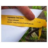 Japanese Tree Lilac Syringa Reticulata Ball & Burlap SKU#470
