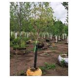 Malus Spring Snow Crabapple 1.5" caliper, Ball & Burlap SKU#371