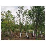 Malus Spring Snow Crabapple 1.5" caliper, Ball & Burlap SKU#371