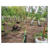 Malus Spring Snow Crabapple 1.5" caliper, Ball & Burlap SKU#371