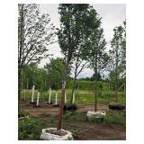 Elm, Triumph Ulmus Morton Glossy 3" caliper, Ball & Burlap SKU#1665