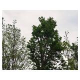 Elm, Triumph Ulmus Morton Glossy 3" caliper, Ball & Burlap SKU#1665