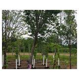 Elm, Triumph Ulmus Morton Glossy 3" caliper, Ball & Burlap SKU#1665