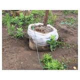 Elm, Triumph Ulmus Morton Glossy 3" caliper, Ball & Burlap SKU#1665