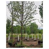 Harvest Gold Linden Tilia x Mongolica 3" caliper, Ball & Burlap SKU#1445