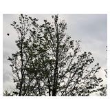 Harvest Gold Linden Tilia x Mongolica 3" caliper, Ball & Burlap SKU#1445