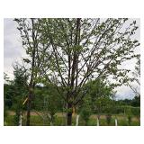 Harvest Gold Linden Tilia x Mongolica 3" caliper, Ball & Burlap SKU#1445