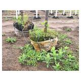 Harvest Gold Linden Tilia x Mongolica 3" caliper, Ball & Burlap SKU#1445