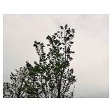 Elm, Triumph Ulmus Morton Glossy 3" caliper, Ball & Burlap SKU#1665