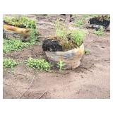 Elm, Triumph Ulmus Morton Glossy 3" caliper, Ball & Burlap SKU#1665