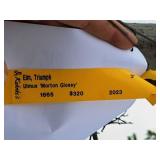 Elm, Triumph Ulmus Morton Glossy 3" caliper, Ball & Burlap SKU#1665