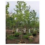 Common Hackberry Celtis Occidentalis 2.5" caliper, Ball & Burlap SKU#3106
