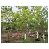 Common Hackberry Celtis Occidentalis 2.5" caliper, Ball & Burlap SKU#3106