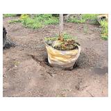 Common Hackberry Celtis Occidentalis 2.5" caliper, Ball & Burlap SKU#3106