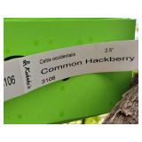 Common Hackberry Celtis Occidentalis 2.5" caliper, Ball & Burlap SKU#3106