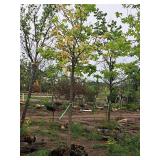 Common Hackberry Celtis Occidentalis 2.5" caliper, Ball & Burlap SKU#3106