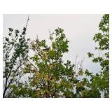 Common Hackberry Celtis Occidentalis 2.5" caliper, Ball & Burlap SKU#3106