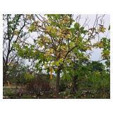 Common Hackberry Celtis Occidentalis 2.5" caliper, Ball & Burlap SKU#3106