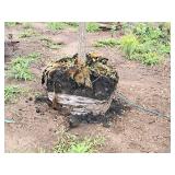 Common Hackberry Celtis Occidentalis 2.5" caliper, Ball & Burlap SKU#3106