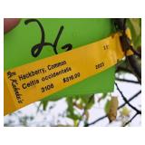 Common Hackberry Celtis Occidentalis 2.5" caliper, Ball & Burlap SKU#3106