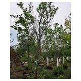 Elm, Triumph Ulmus Morton Glossy 3" caliper, Ball & Burlap SKU#1665