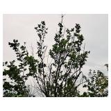 Elm, Triumph Ulmus Morton Glossy 3" caliper, Ball & Burlap SKU#1665