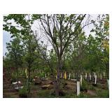 Elm, Triumph Ulmus Morton Glossy 3" caliper, Ball & Burlap SKU#1665