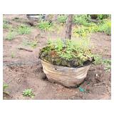 Elm, Triumph Ulmus Morton Glossy 3" caliper, Ball & Burlap SKU#1665