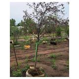 Royal Raindrops Crabapple Malus JFS-KW5 1.5" caliper, Ball & Burlap SKU#7861