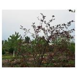 Royal Raindrops Crabapple Malus JFS-KW5 1.5" caliper, Ball & Burlap SKU#7861