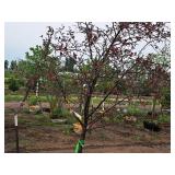 Royal Raindrops Crabapple Malus JFS-KW5 1.5" caliper, Ball & Burlap SKU#7861