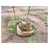 Royal Raindrops Crabapple Malus JFS-KW5 1.5" caliper, Ball & Burlap SKU#7861