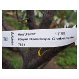 Royal Raindrops Crabapple Malus JFS-KW5 1.5" caliper, Ball & Burlap SKU#7861
