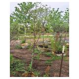 Ivory Silk Japanese Lilac Syringa Reticulata 1.5" caliper, Ball & Burlap SKU#1781