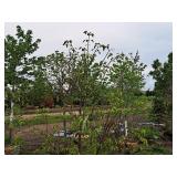 Ivory Silk Japanese Lilac Syringa Reticulata 1.5" caliper, Ball & Burlap SKU#1781