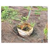 Ivory Silk Japanese Lilac Syringa Reticulata 1.5" caliper, Ball & Burlap SKU#1781