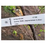 Ivory Silk Japanese Lilac Syringa Reticulata 1.5" caliper, Ball & Burlap SKU#1781