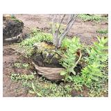 Serviceberry Clump, Autumn Brilliance 6