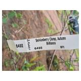 Serviceberry Clump, Autumn Brilliance 6