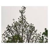 Linden, Redmond Tilia Americana 3" caliper, Ball & Burlap SKU#1554