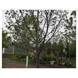 Linden, Redmond Tilia Americana 3" caliper, Ball & Burlap SKU#1554