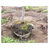 Linden, Redmond Tilia Americana 3" caliper, Ball & Burlap SKU#1554