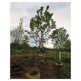 Burgundy Belle Red Maple Acer Rebrum Magnificent 2.5" caliper, Ball & Burlap SKU#1724