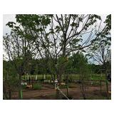 Burgundy Belle Red Maple Acer Rebrum Magnificent 2.5" caliper, Ball & Burlap SKU#1724