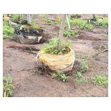 Burgundy Belle Red Maple Acer Rebrum Magnificent 2.5" caliper, Ball & Burlap SKU#1724