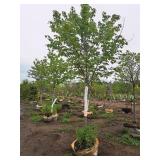 Scarlet Jewell Red Maple Acer Rubrum Bailcraig 2.5" caliper, Ball & Burlap SKU#6084